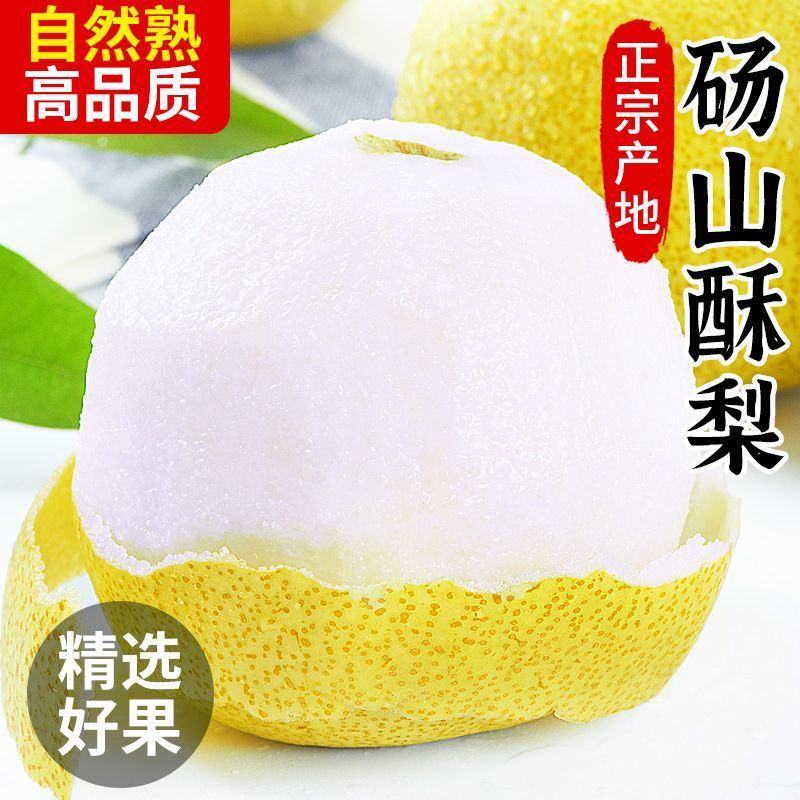 砀山酥梨百年老梨树梨子新鲜黄皮酥梨大果现摘梨子砀山梨产地
