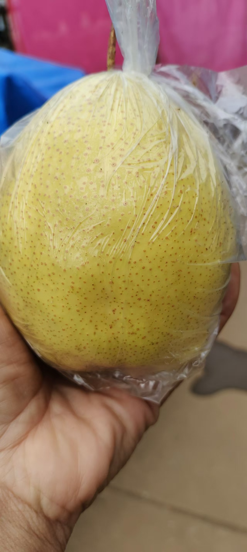 精品雪花梨大量上市品质保证基地直发欢迎老板来电咨询