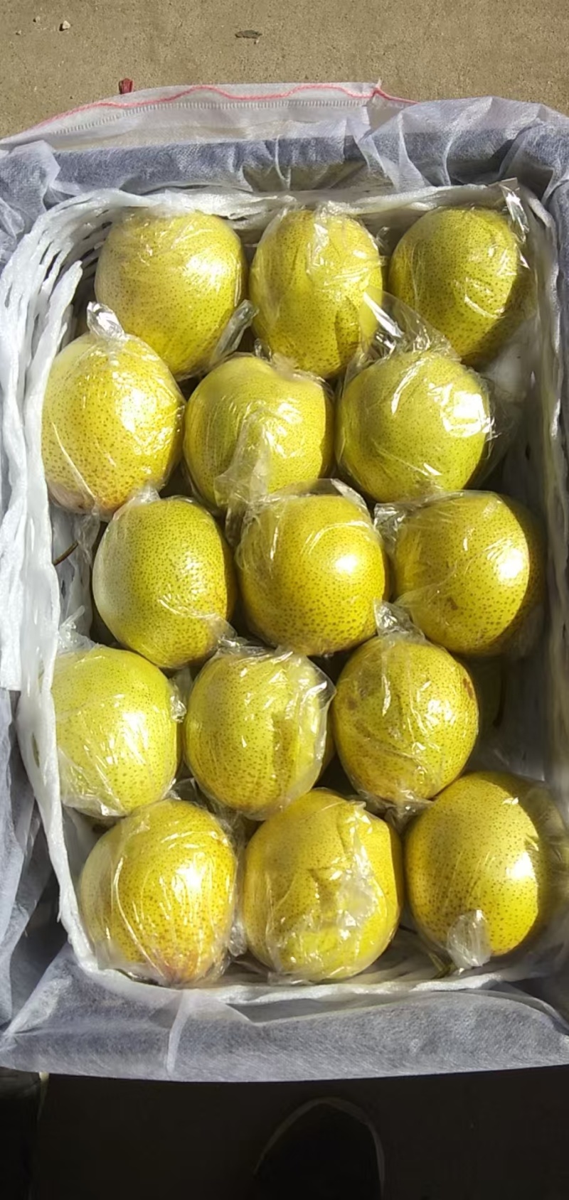 精品雪花梨大量上市品质保证基地直发欢迎老板来电咨询