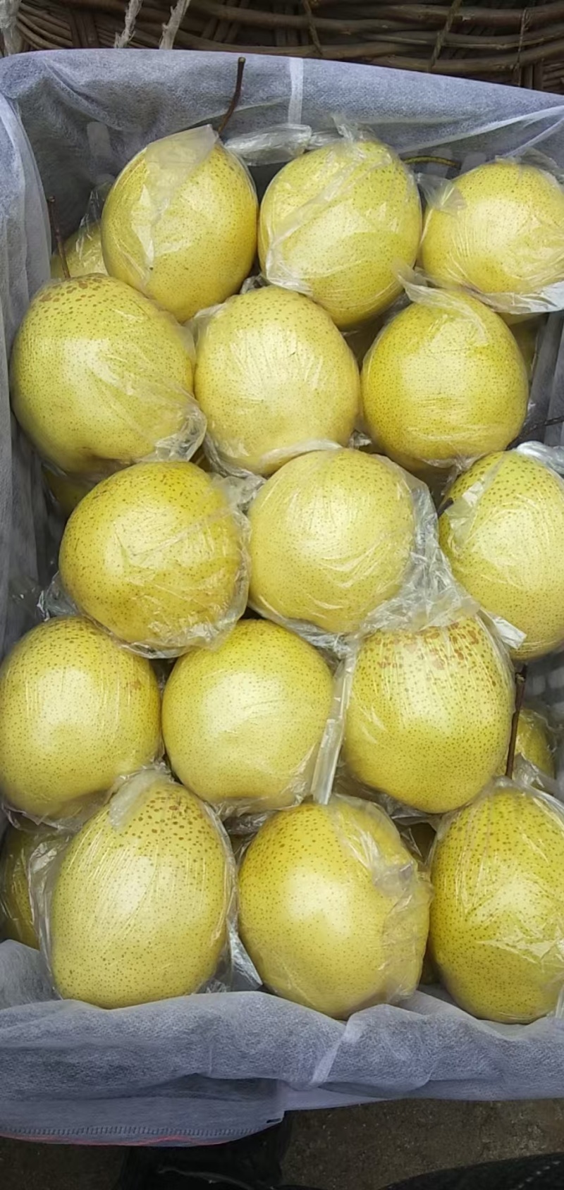 精品雪花梨大量上市品质保证基地直发欢迎老板来电咨询