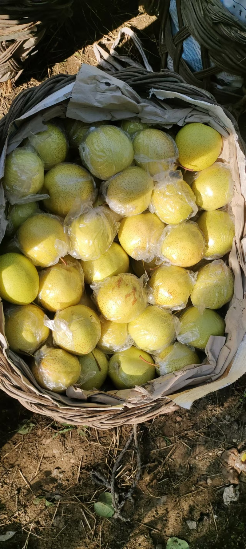 精品雪花梨大量上市品质保证基地直发欢迎老板来电咨询