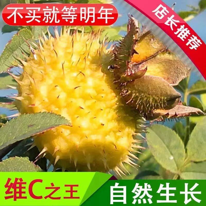 贵州当季新鲜刺梨果鲜果现摘泡酒榨汁新果刺梨整箱包邮