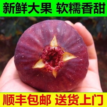 【顺丰包邮】新鲜无花果鲜果现摘鲜无花果批发孕妇水果批发