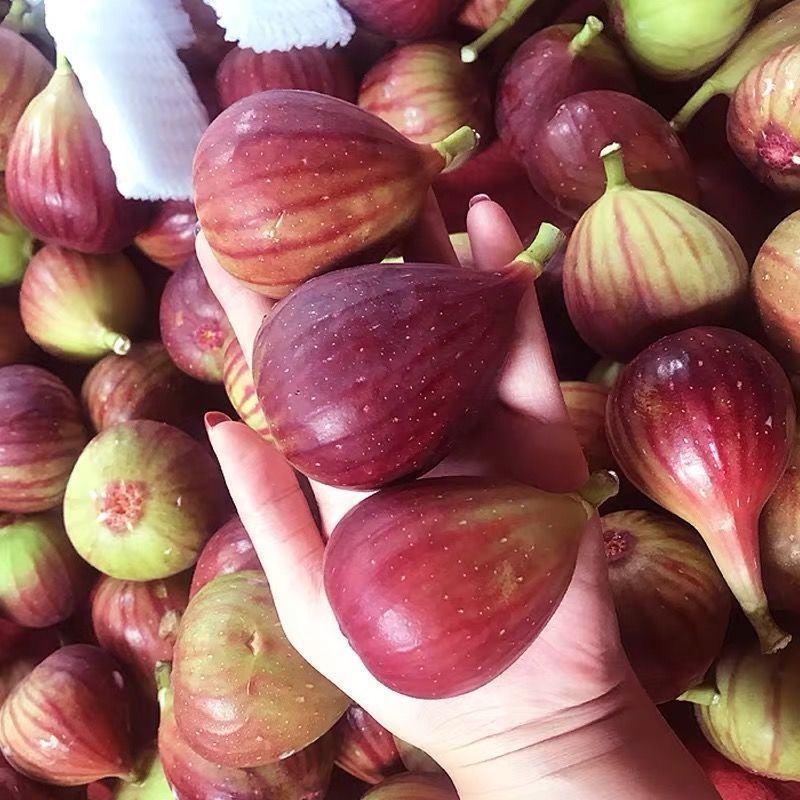 【顺丰包邮】新鲜无花果鲜果现摘鲜无花果批发孕妇水果批发