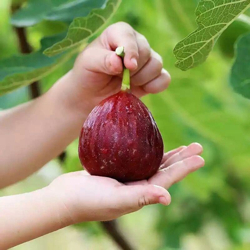 【顺丰包邮】新鲜无花果鲜果现摘鲜无花果批发孕妇水果批发