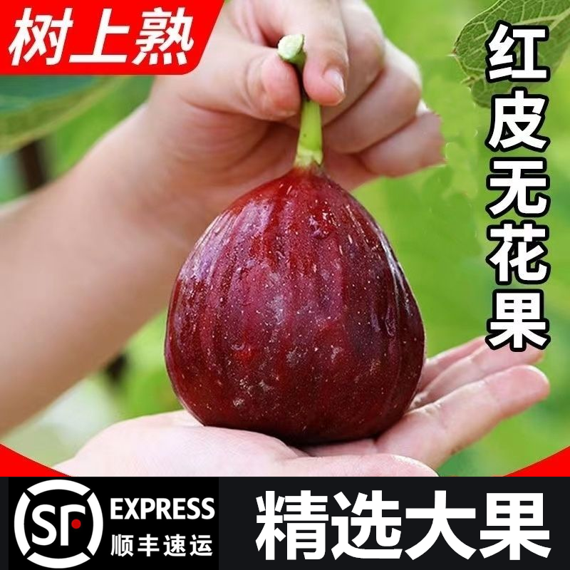 【顺丰包邮】新鲜无花果鲜果现摘鲜无花果批发孕妇水果批发