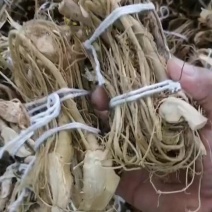 精品白花牛奶根