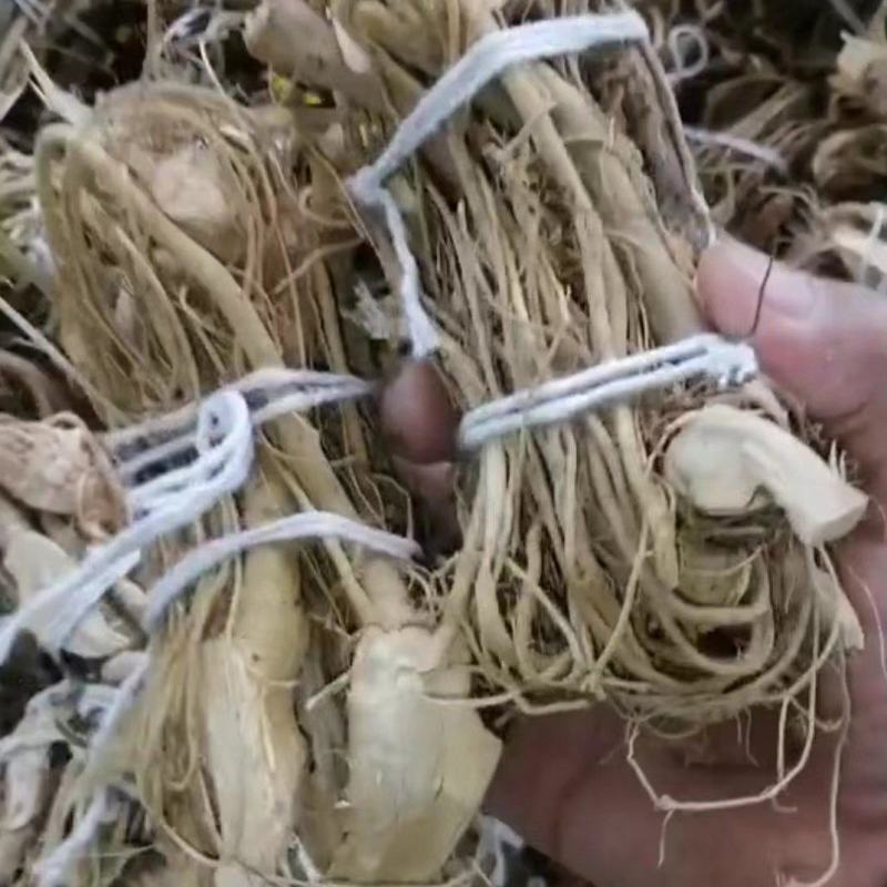 精品白花牛奶根