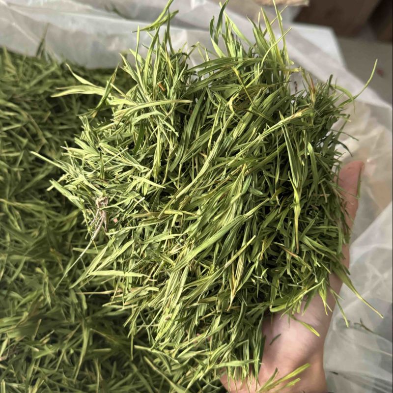竹叶尖石竹竹叶青竹叶茶实拍发货如图现货