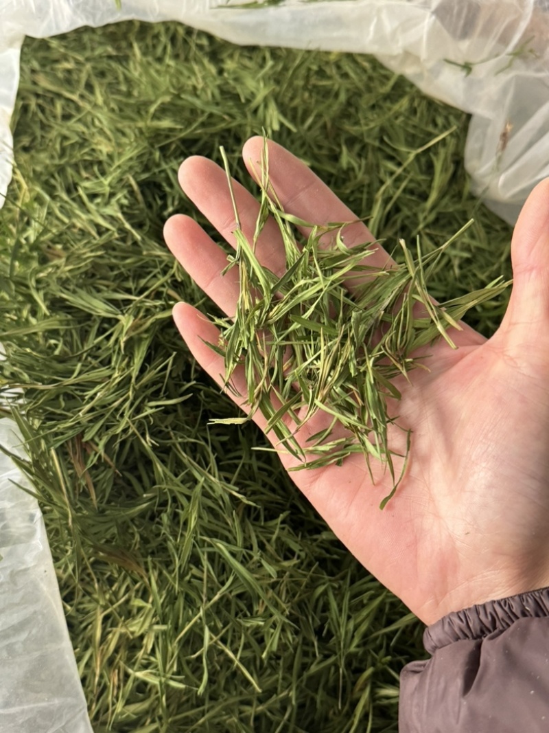 竹叶尖石竹竹叶青竹叶茶实拍发货如图现货