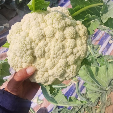 【精品松花菜】湖北天门基地直供质量保证一手货源全国发货