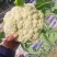 【精品松花菜】湖北天门基地直供质量保证一手货源全国发货
