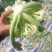 【精品松花菜】湖北天门基地直供质量保证一手货源全国发货