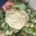 【精品松花菜】湖北天门基地直供质量保证一手货源全国发货