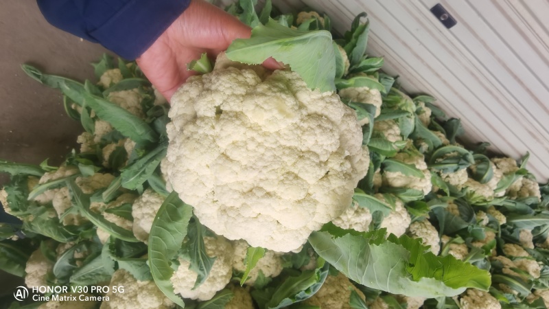 【精品松花菜】湖北天门基地直供质量保证一手货源全国发货