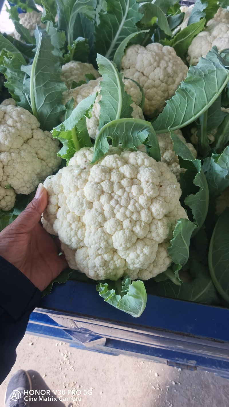 【精品松花菜】湖北天门基地直供质量保证一手货源全国发货