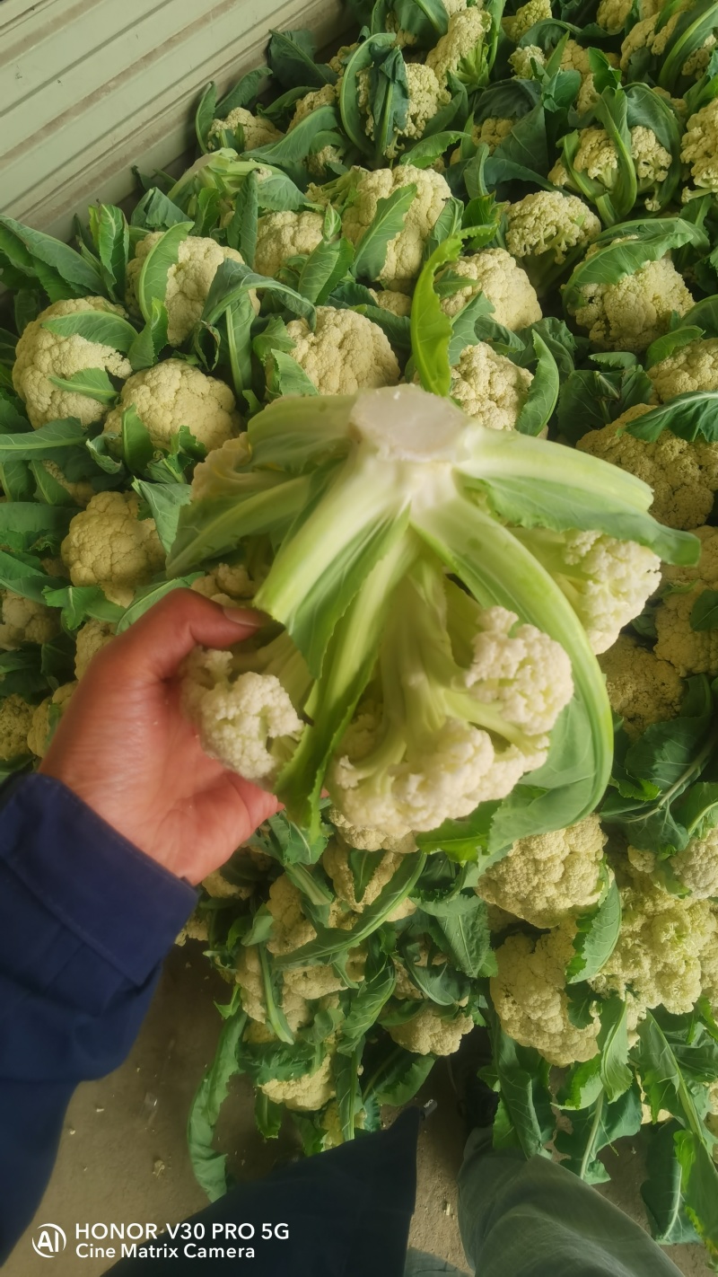 【精品松花菜】湖北天门基地直供质量保证一手货源全国发货