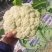 【精品松花菜】湖北天门基地直供质量保证一手货源全国发货