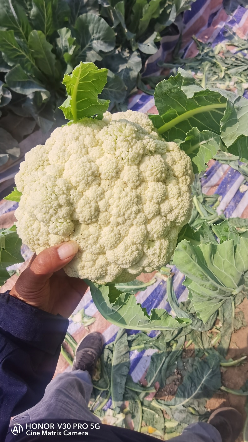 【精品松花菜】湖北天门基地直供质量保证一手货源全国发货