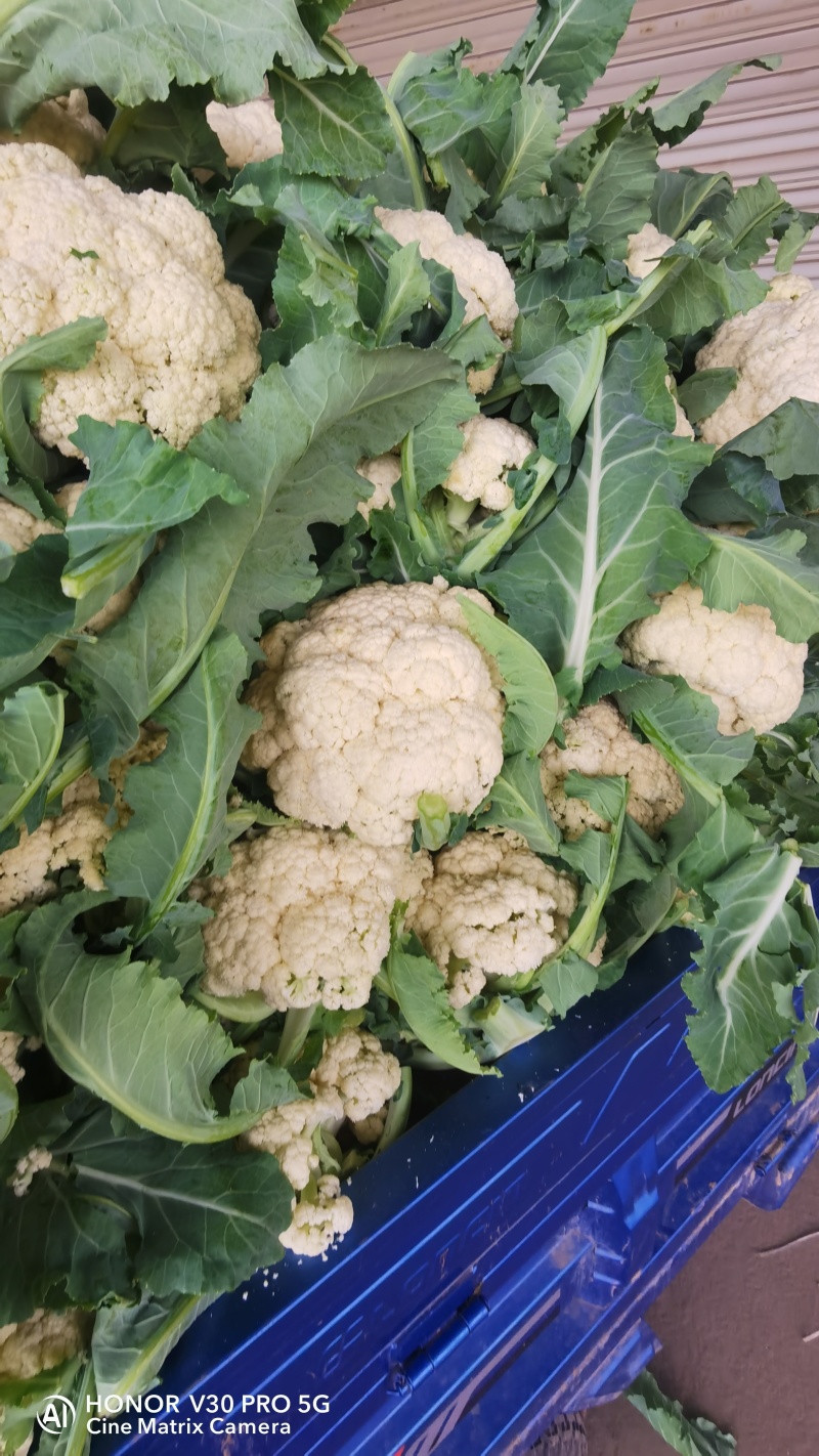 【精品松花菜】湖北天门基地直供质量保证一手货源全国发货