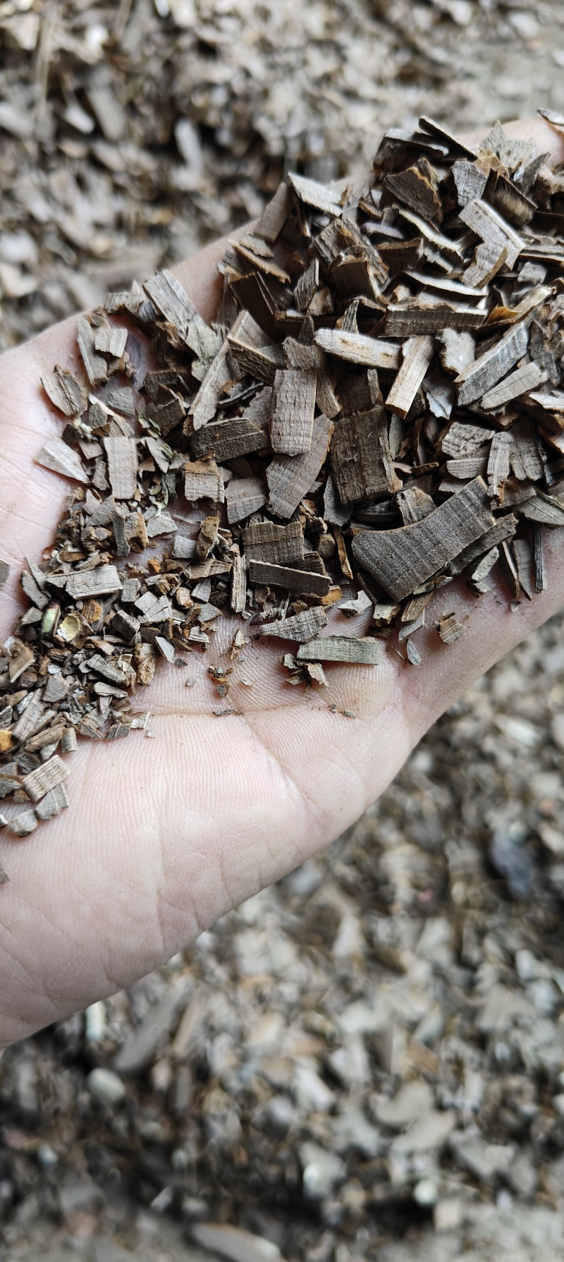 鬼箭羽片，甘肃陇南纯野生，