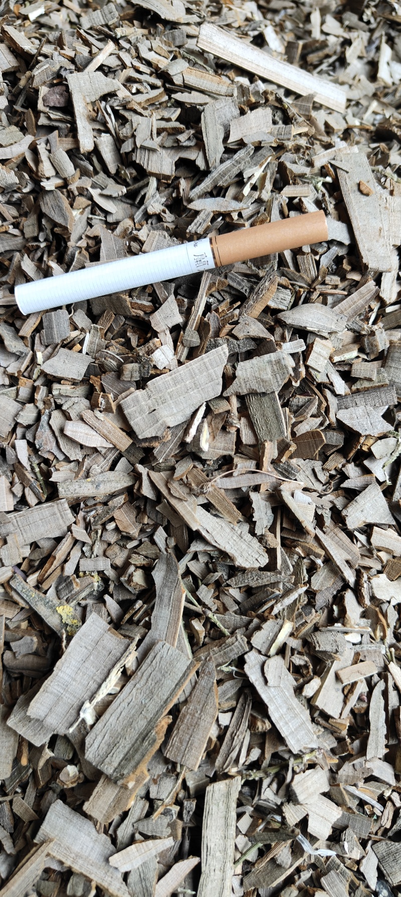 鬼箭羽片，甘肃陇南纯野生，