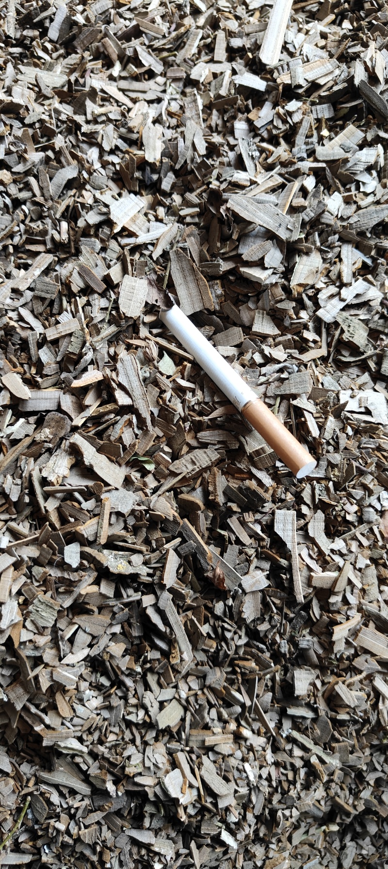 鬼箭羽片，甘肃陇南纯野生，