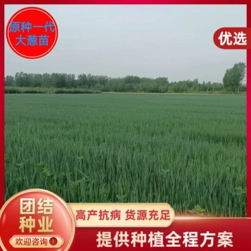 开封万亩大葱苗专业基地优选直供，常年培育，质量保证。