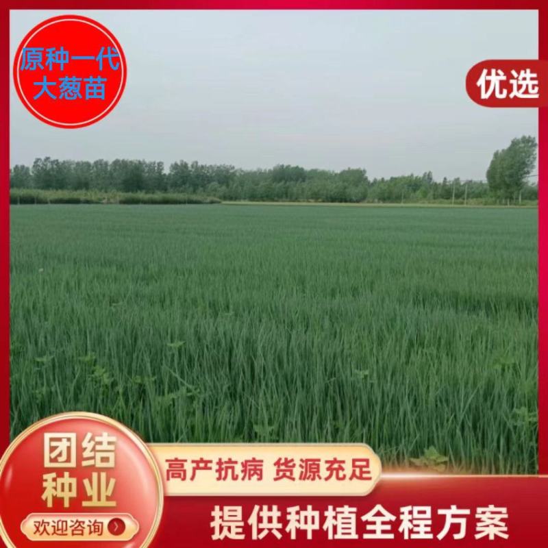 开封万亩大葱苗专业基地优选直供，常年培育，质量保证。