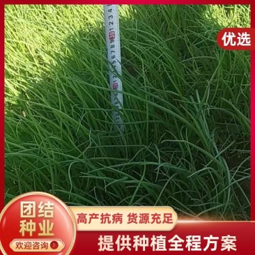 河南万亩育苗基地半高桩洋葱苗耐抽苔产量高