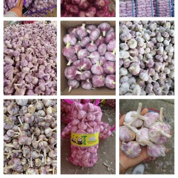 中牟精品大蒜常年供应，蒜米料，好早熟蒜，一般混级，大混级