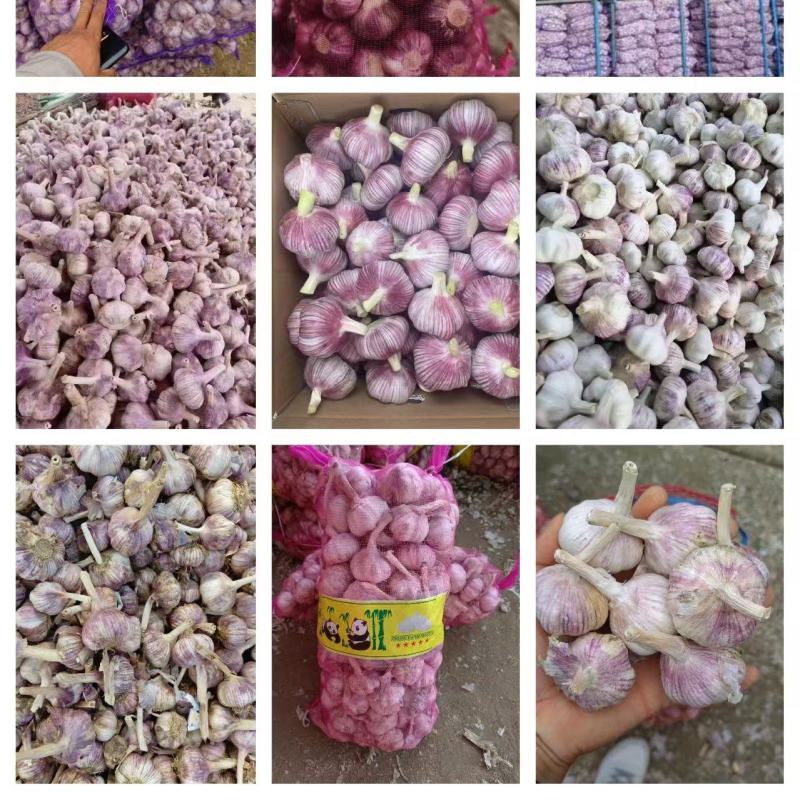 中牟精品大蒜常年供应，蒜米料，好早熟蒜，一般混级，大混级