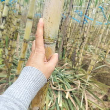 广西黄金甘蔗青皮甘蔗，水份足，甜度高，颜色漂亮