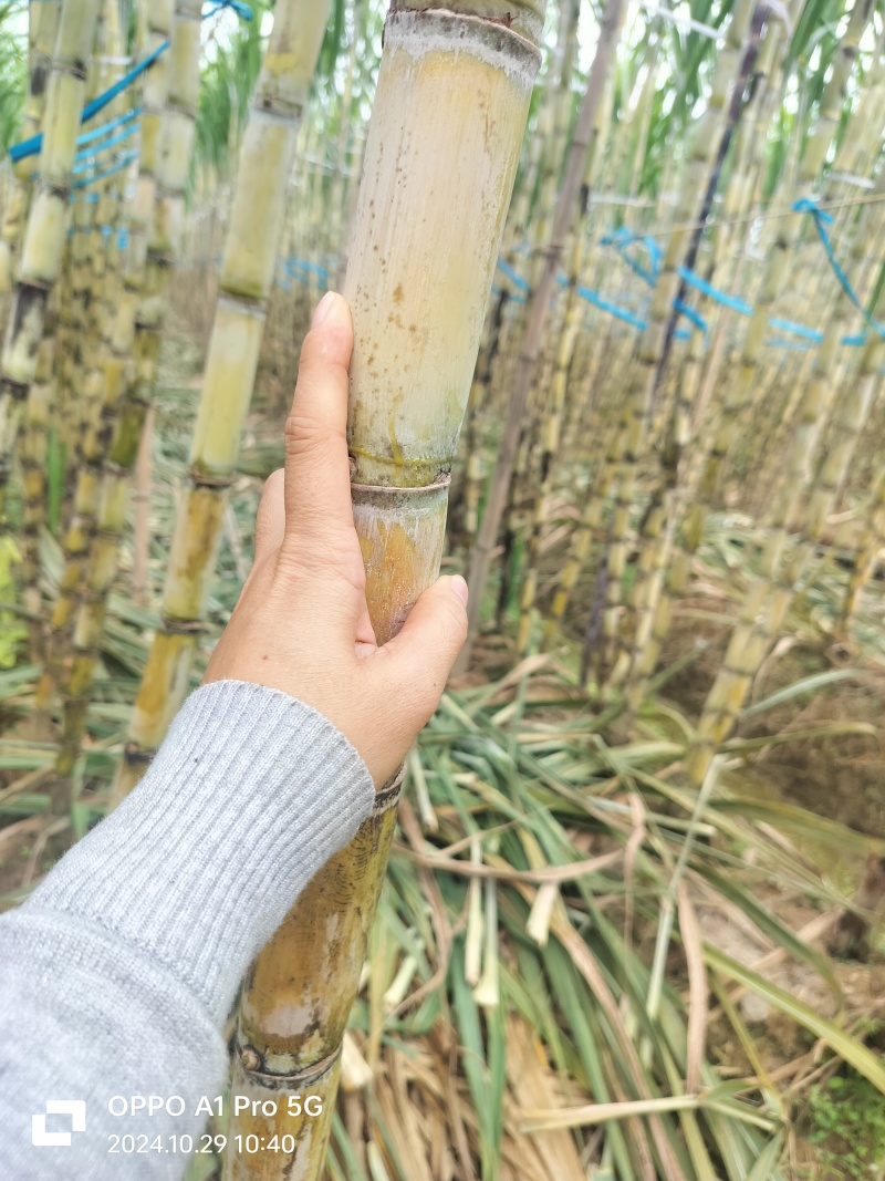 广西黄金甘蔗青皮甘蔗，水份足，甜度高，颜色漂亮