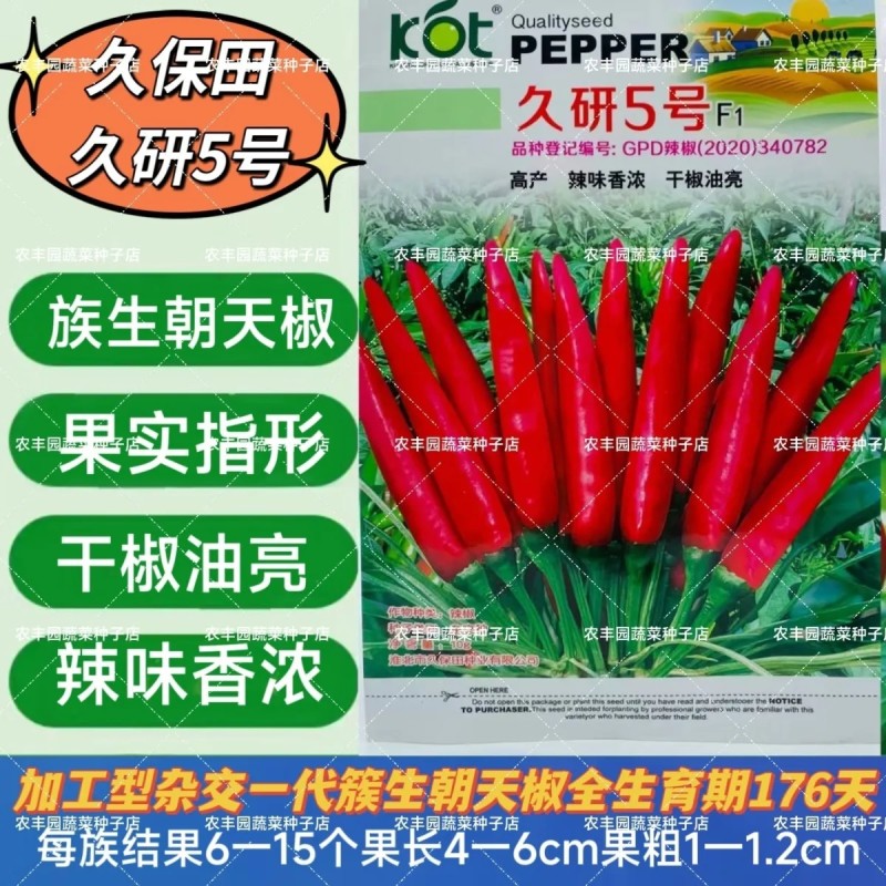 久研5号朝天椒种子高产辣味香浓辣椒种子干椒油亮簇生朝天椒