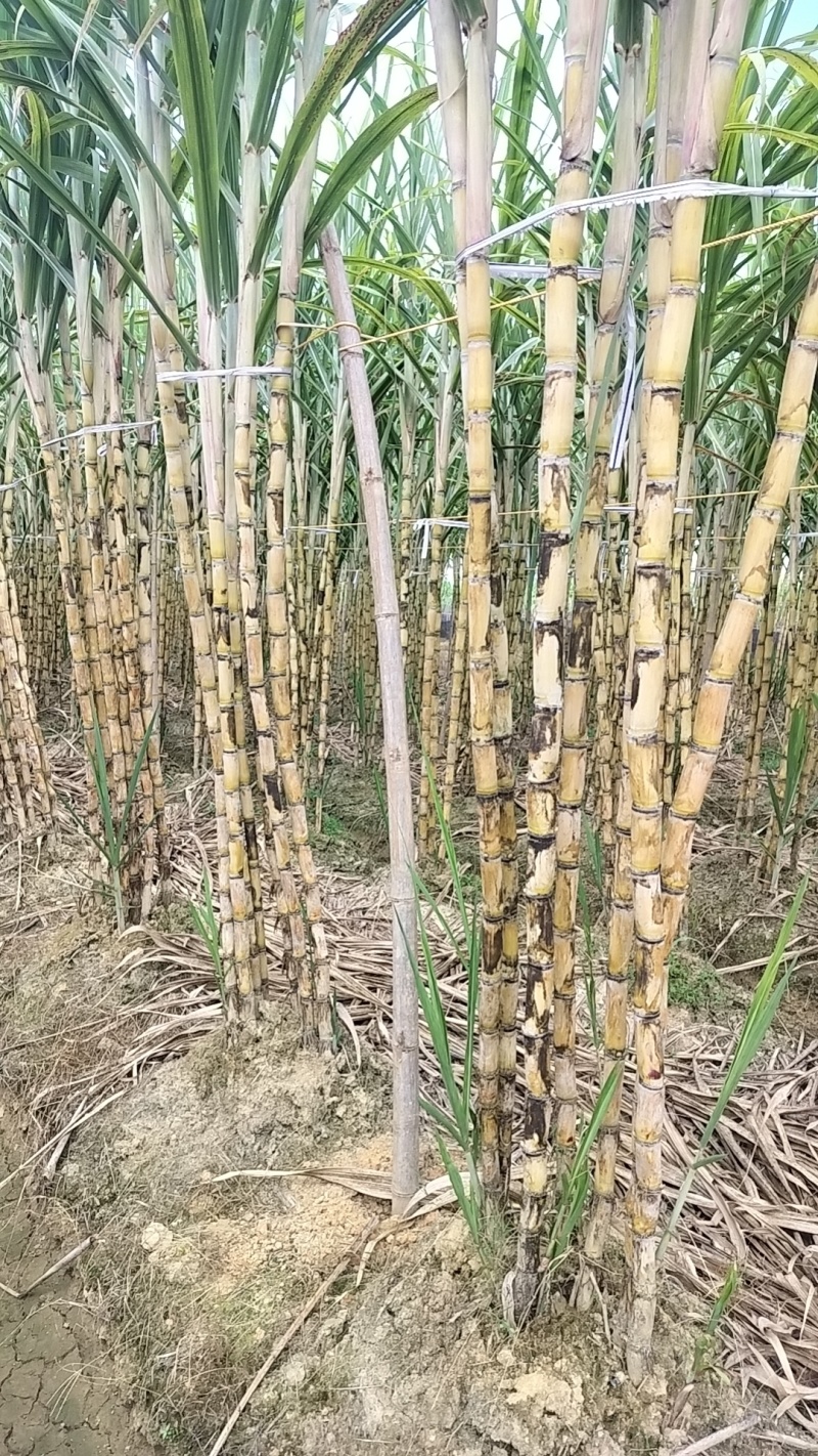 广西黄金甘蔗青皮甘蔗，水份足，甜度高，颜色漂亮