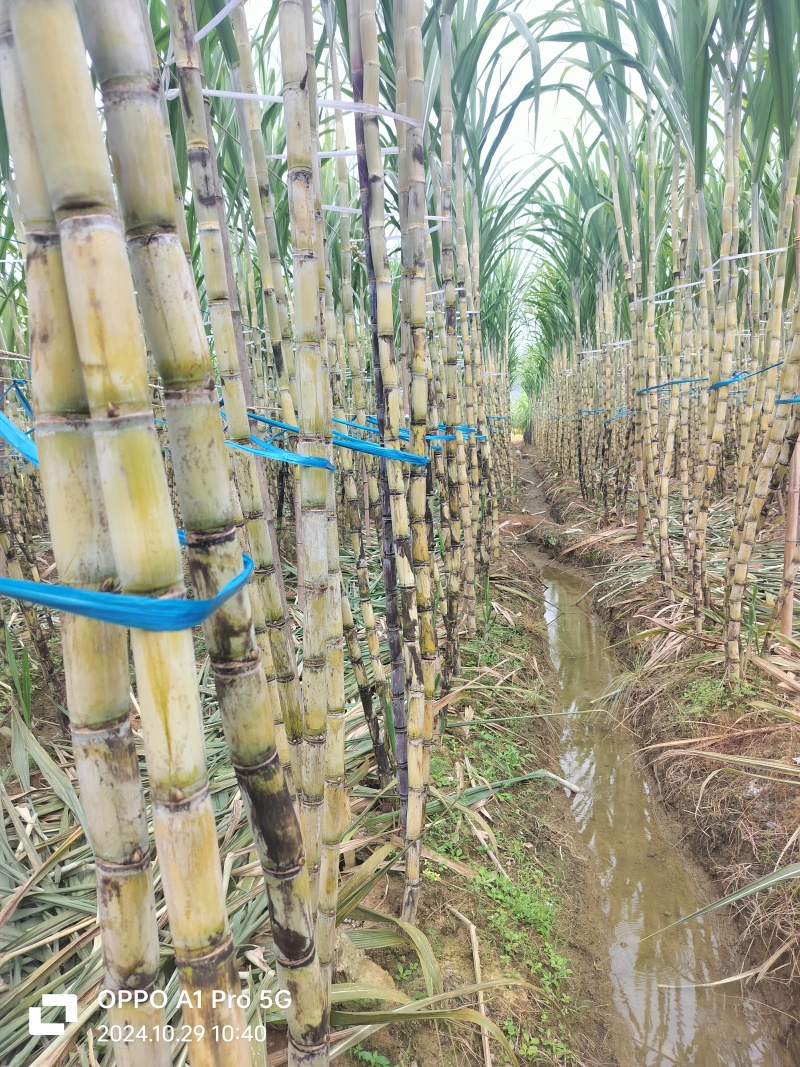 广西黄金甘蔗青皮甘蔗，水份足，甜度高，颜色漂亮