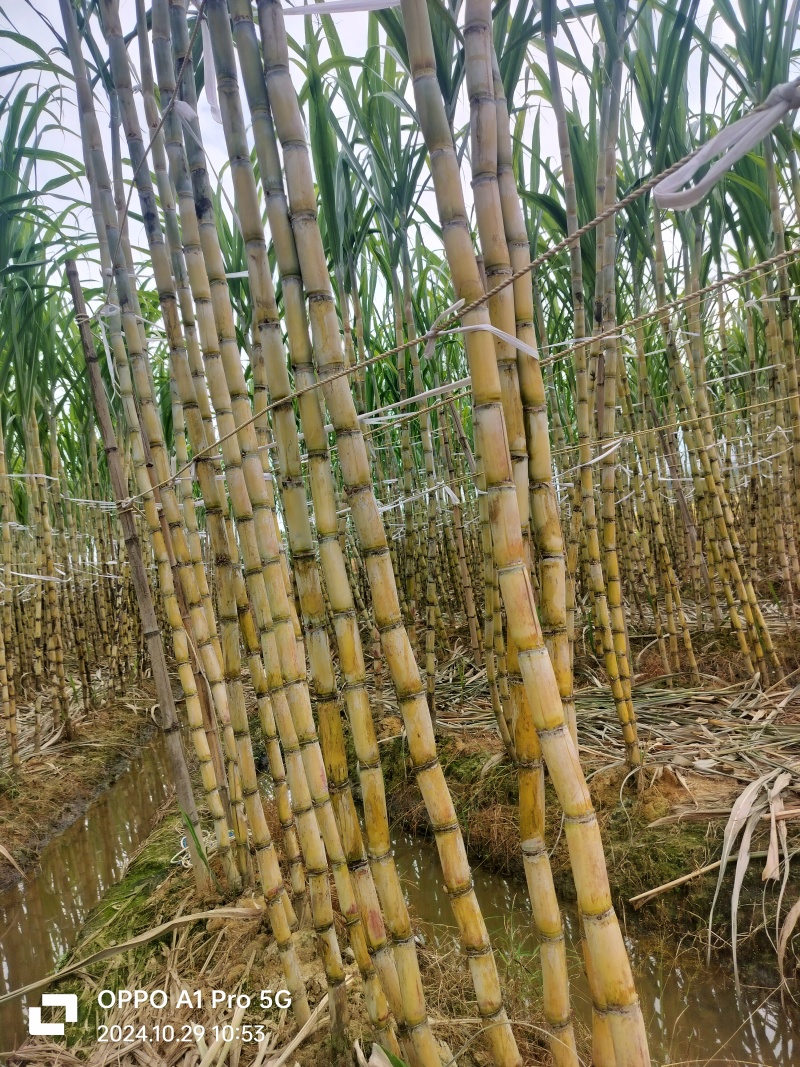 广西黄金甘蔗青皮甘蔗，水份足，甜度高，颜色漂亮