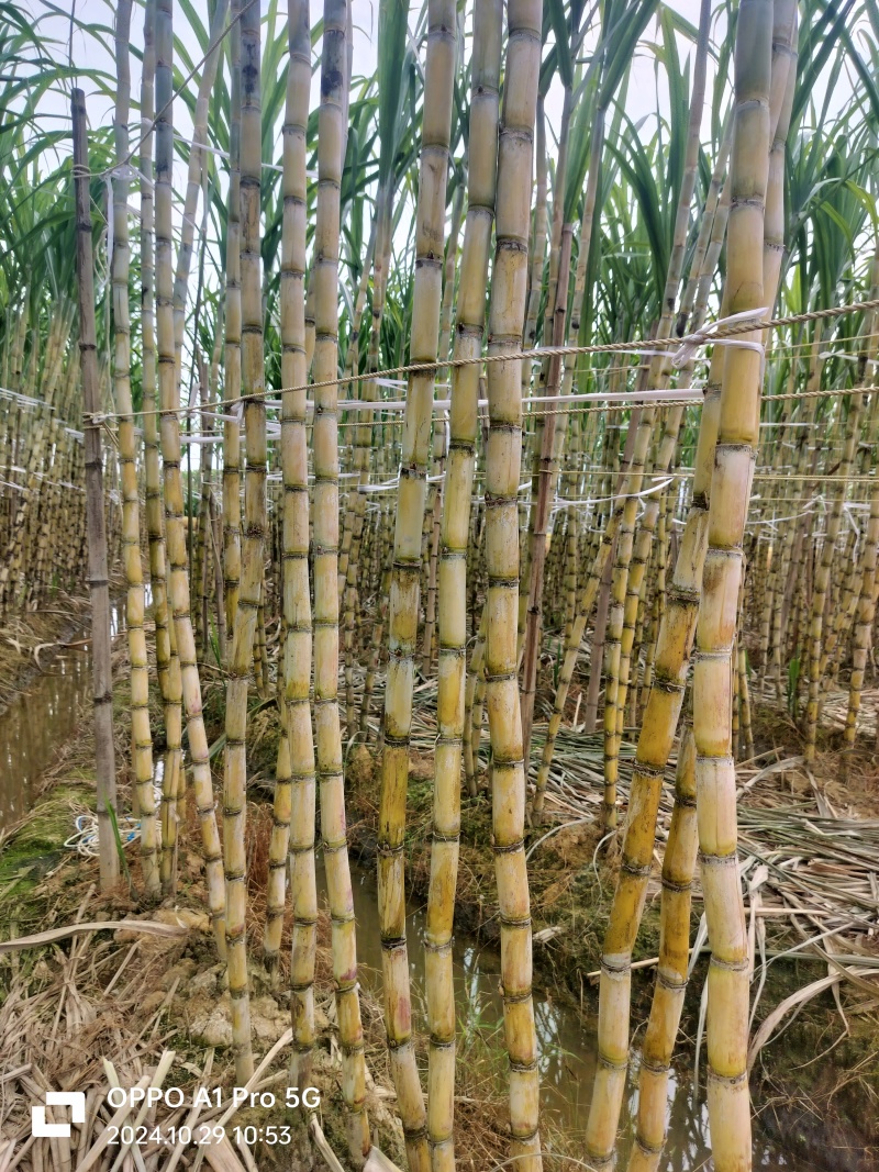 广西黄金甘蔗青皮甘蔗，水份足，甜度高，颜色漂亮
