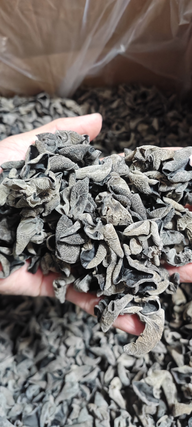 【热卖榜首】东北黑木耳干货秋木耳小碗黑厚电商出摊赶大集
