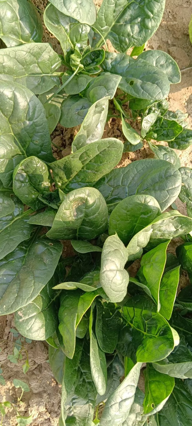 菠菜，新鲜趴地大菠菜，河南产地一手货源，量大从优价格优惠