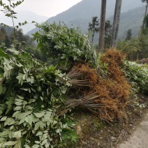 黄柏厚卜苗多规格大小树苗万亩种植示范基地