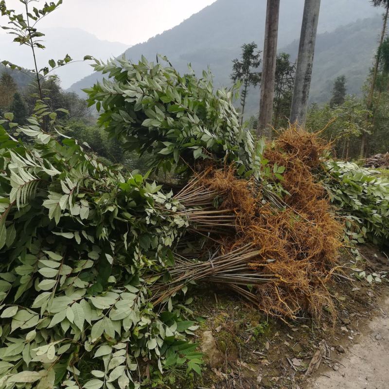 黄柏厚卜苗多规格大小树苗万亩种植示范基地