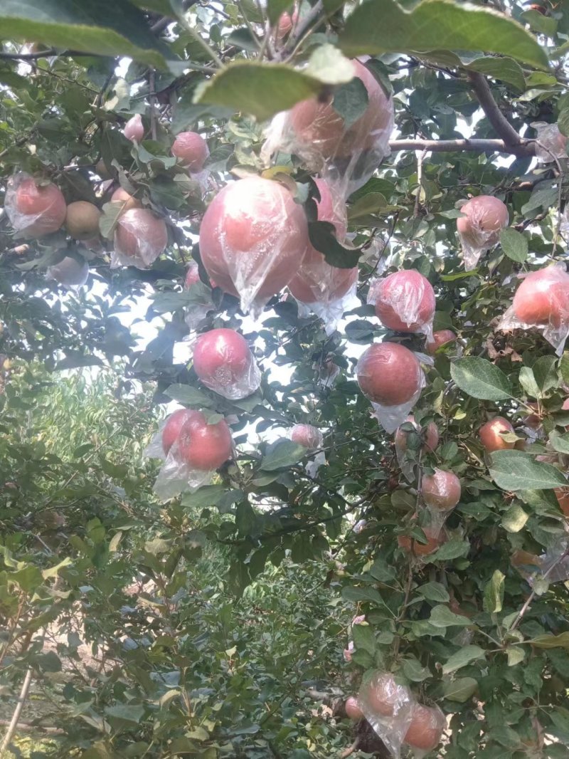 单膜袋富士苹果，大量有货，有需要的老板可以联系我
