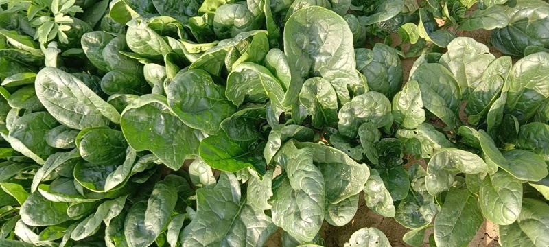 【当季热卖】河南周口精品趴地大菠菜，德国菠菜现货供应量大