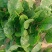 【当季热卖】河南周口精品趴地大菠菜，德国菠菜现货供应量大