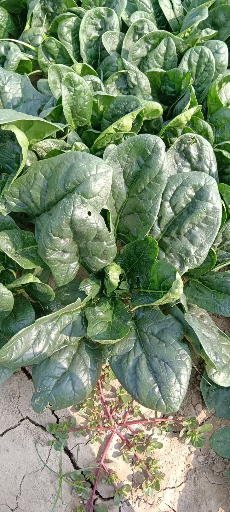 【当季热卖】河南周口精品趴地大菠菜，德国菠菜现货供应量大