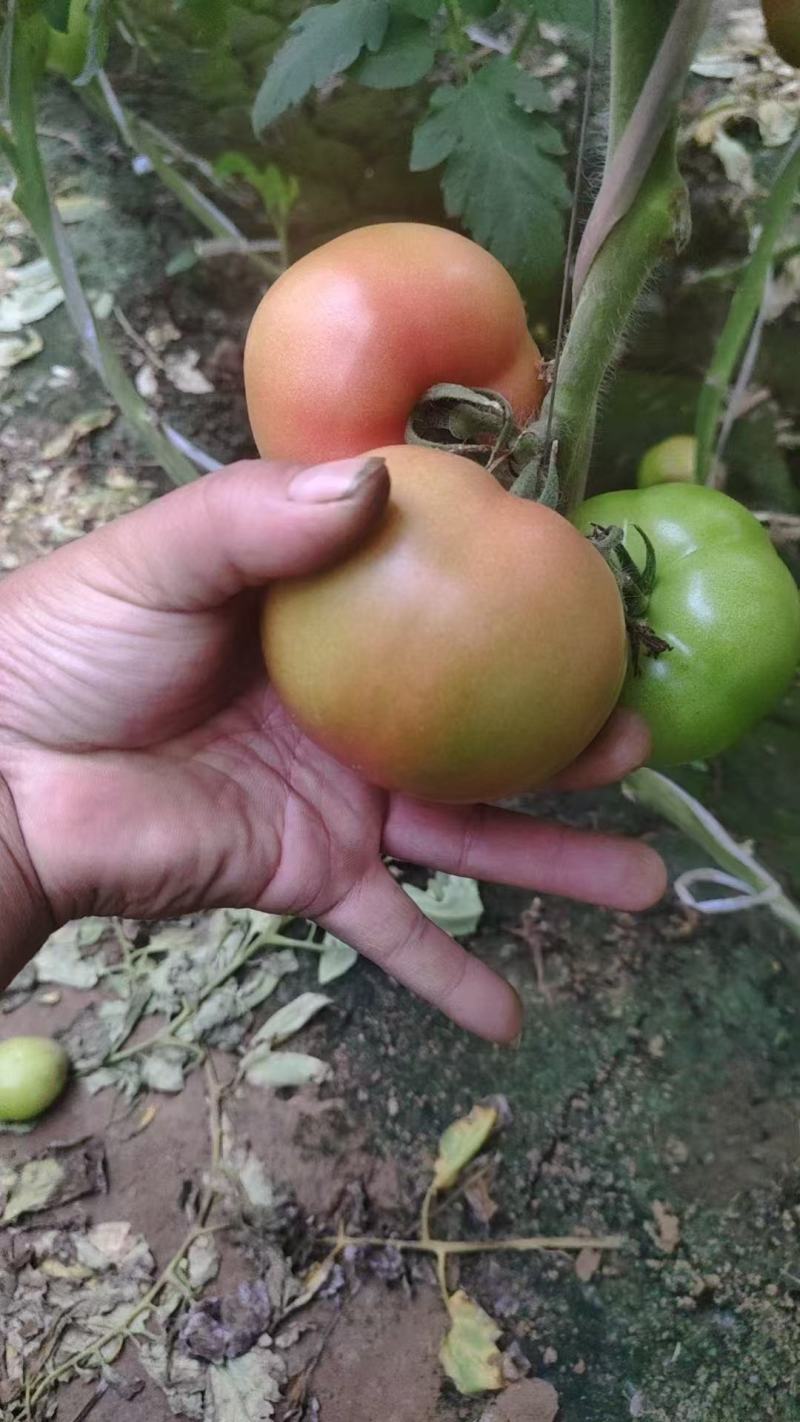 硬粉西红柿大量供应保质保量量大价优全国发货可对接商超