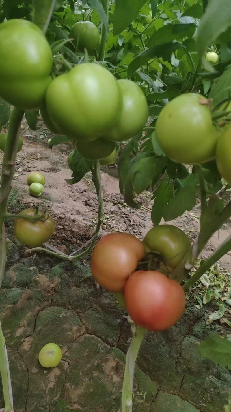 硬粉西红柿大量供应保质保量量大价优全国发货可对接商超
