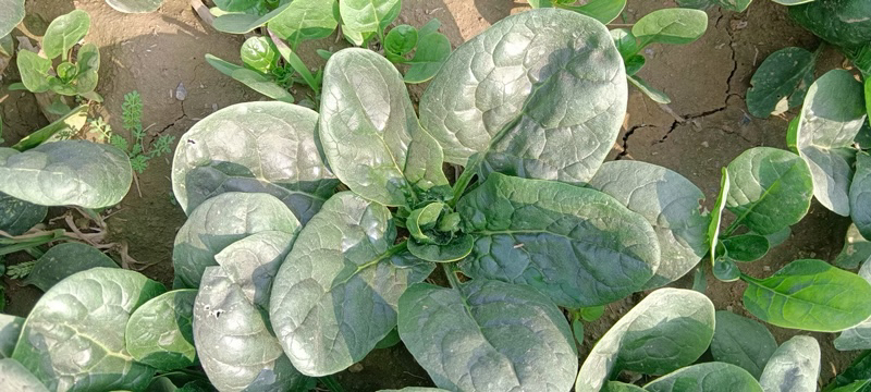 菠菜主产区分布地图示意